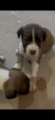 bebezinhos 