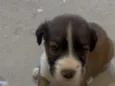 bebezinhos 