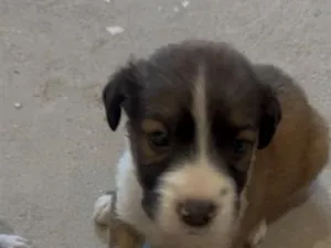 Cachorro raça SRD-ViraLata idade Abaixo de 2 meses nome bebezinhos 