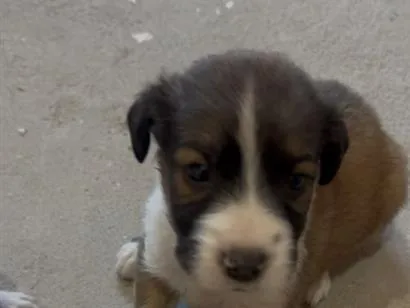 Cachorro raça SRD-ViraLata idade Abaixo de 2 meses nome bebezinhos 