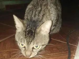 Gato raça SRD-ViraLata idade 1 ano nome Taí lung 