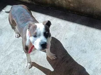 Cachorro raça Pit-Bull idade 1 ano nome Sadan