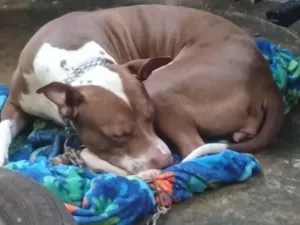 Cachorro raça Pit-Bull idade 2 anos nome pandora