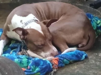 Cachorro raça Pit-Bull idade 2 anos nome pandora