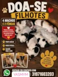 filhotes