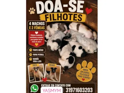 Cachorro raça SRD-ViraLata idade Abaixo de 2 meses nome filhotes