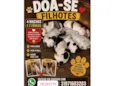 filhotes