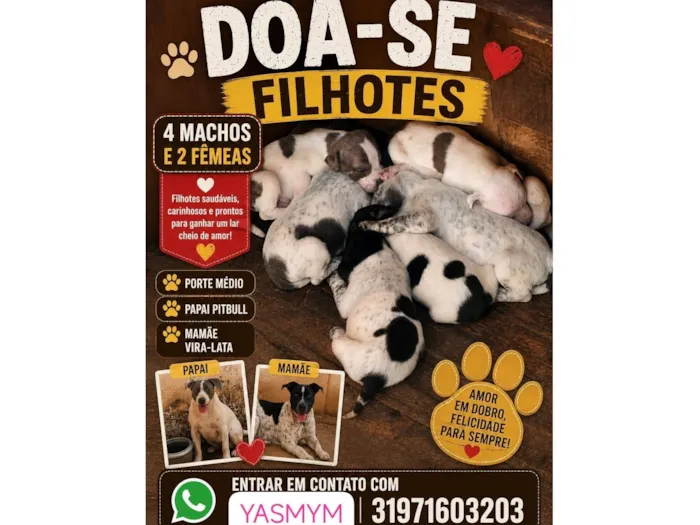 Cachorro raça SRD-ViraLata idade Abaixo de 2 meses nome filhotes