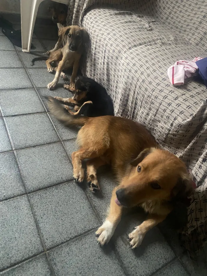 Cachorro raça SRD-ViraLata idade 2 a 6 meses nome Pérola