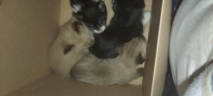 Gato raça SRD-ViraLata idade 2 a 6 meses nome Gatos