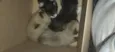 Gatos