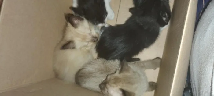 Gato raça SRD-ViraLata idade 2 a 6 meses nome Gatos