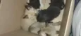 Gatos