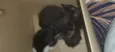 Gatos