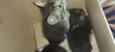 Gatos