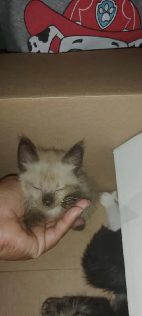 Gato raça SRD-ViraLata idade 2 a 6 meses nome Gatos