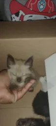 Gatos