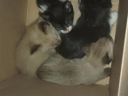 Gato raça SRD-ViraLata idade 2 a 6 meses nome Gatos
