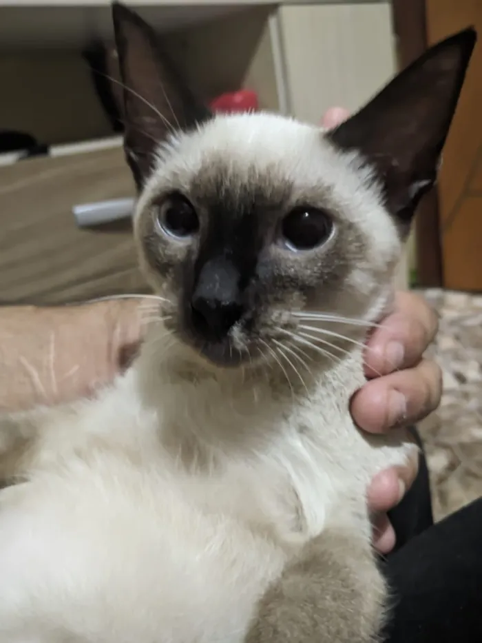 Gato raça Siamês idade 7 a 11 meses nome Arthenya