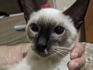 Gato raça Siamês idade 7 a 11 meses nome Arthenya