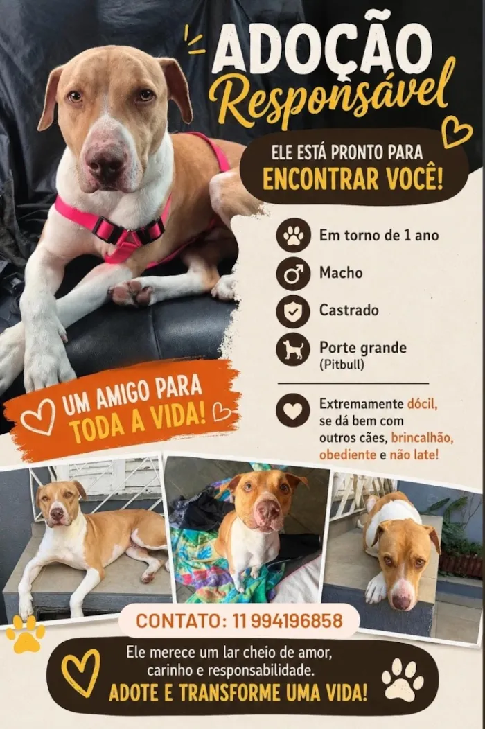 Cachorro raça SRD-ViraLata idade 1 ano nome Panqueca