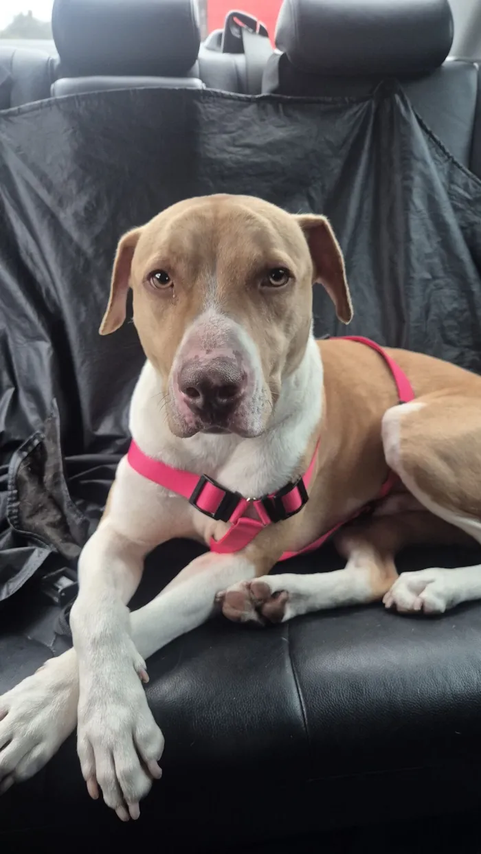 Cachorro raça SRD-ViraLata idade 1 ano nome Panqueca