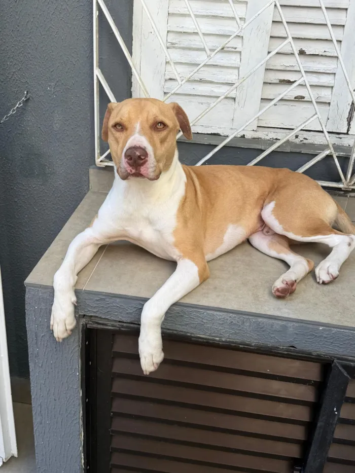 Cachorro raça SRD-ViraLata idade 1 ano nome Panqueca