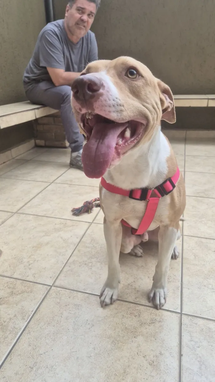 Cachorro raça SRD-ViraLata idade 1 ano nome Panqueca