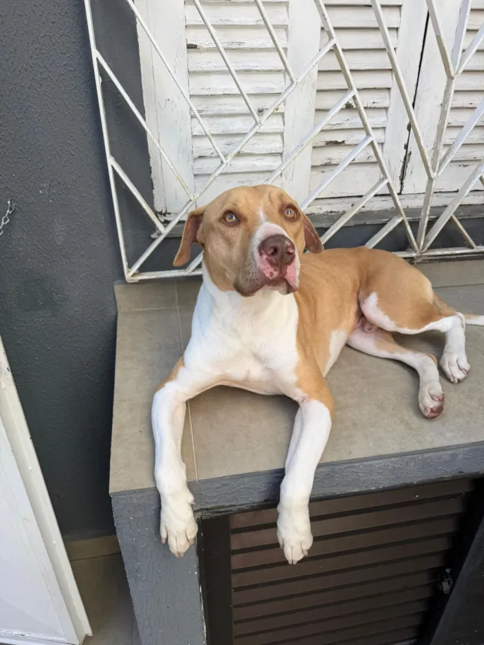 Cachorro raça SRD-ViraLata idade 1 ano nome Panqueca