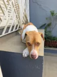 Panqueca