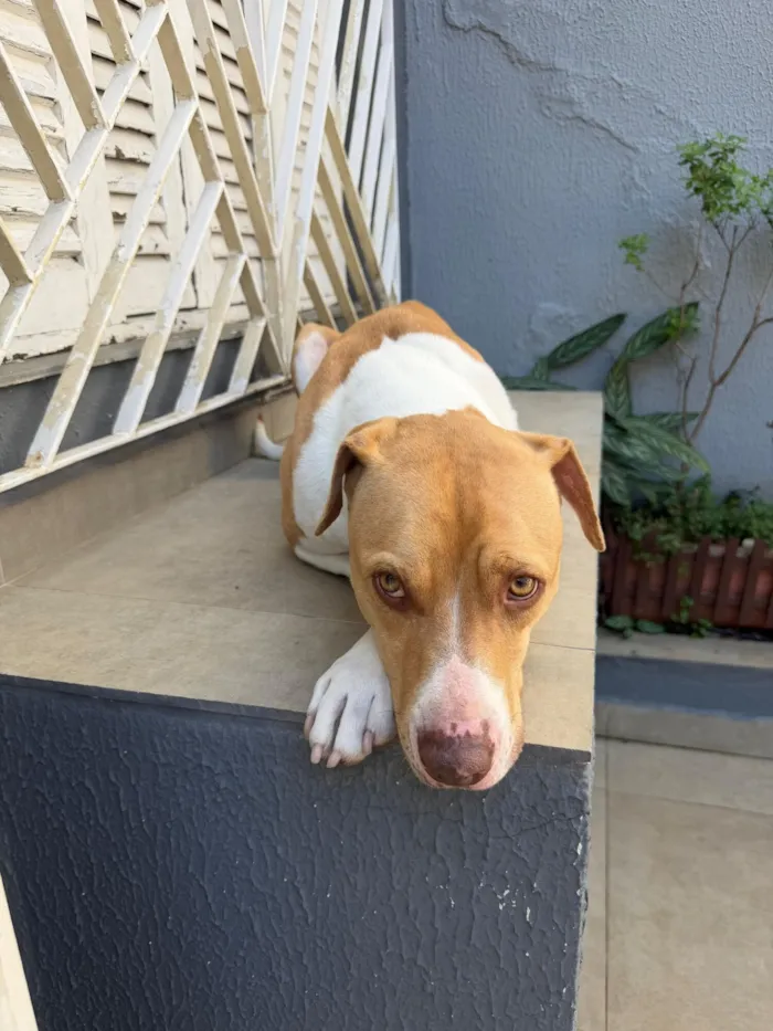 Cachorro raça SRD-ViraLata idade 1 ano nome Panqueca