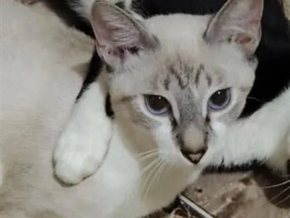 Gato raça Siamês idade 7 a 11 meses nome Wendy