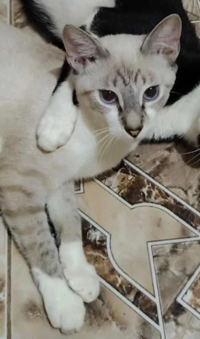 Gato raça Siamês idade 7 a 11 meses nome Wendy