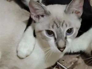 Gato raça Siamês idade 7 a 11 meses nome Wendy