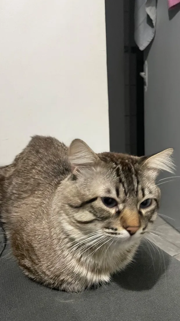 Gato raça Siamês idade 2 a 6 meses nome Fumaça 