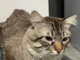 Fumaça 