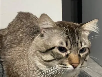Gato raça Siamês idade 2 a 6 meses nome Fumaça 