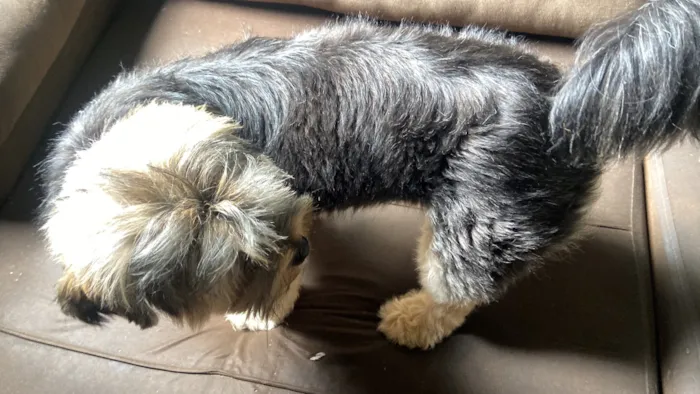 Cachorro raça SRD-ViraLata idade 2 anos nome Messi