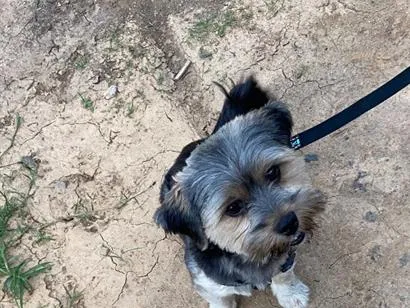 Cachorro raça SRD-ViraLata idade 2 anos nome Messi