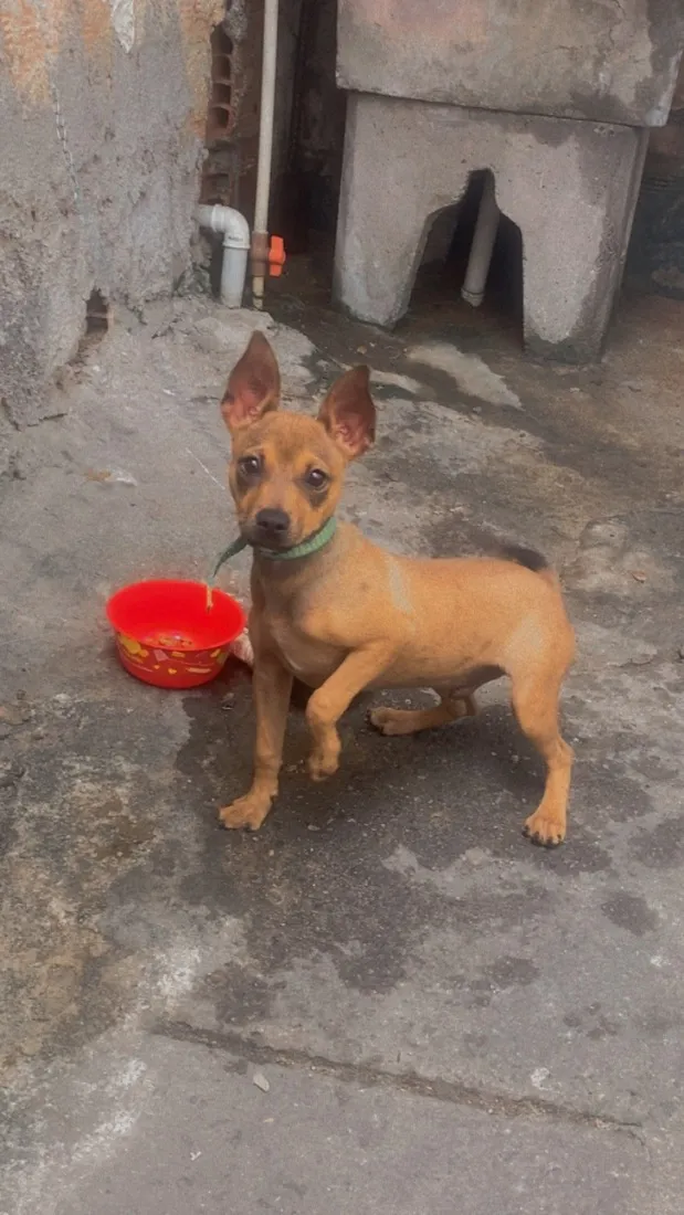 Cachorro raça Pinscher idade 2 a 6 meses nome Thor