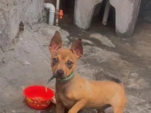 Cachorro raça Pinscher idade 2 a 6 meses nome Thor