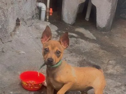 Cachorro raça Pinscher idade 2 a 6 meses nome Thor