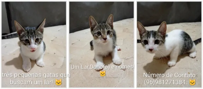 Gato raça SRD-ViraLata idade 2 a 6 meses nome sem nomes.