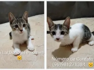 Gato raça SRD-ViraLata idade 2 a 6 meses nome sem nomes.
