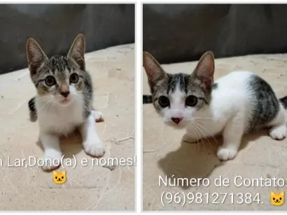 Gato raça SRD-ViraLata idade 2 a 6 meses nome sem nomes.