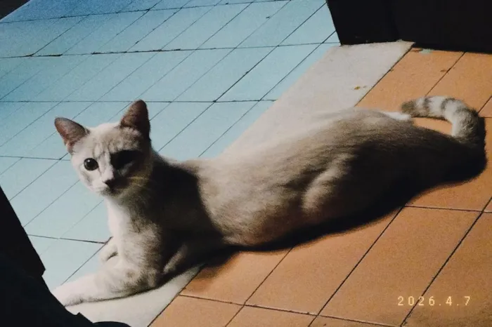 Gato raça SRD-ViraLata idade 2 a 6 meses nome Snow