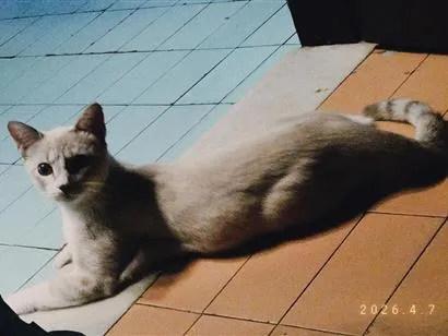 Gato raça SRD-ViraLata idade 2 a 6 meses nome Snow