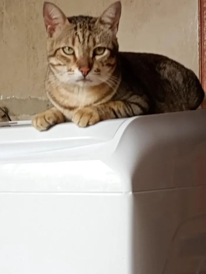 Gato raça SRD-ViraLata idade 4 anos nome Leãozinho