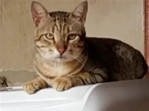 Gato raça SRD-ViraLata idade 4 anos nome Leãozinho