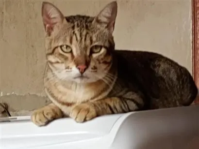 Gato raça SRD-ViraLata idade 4 anos nome Leãozinho